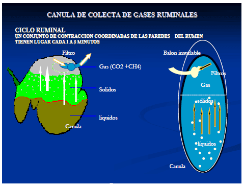 Producción de energía a partir de los gases ruminales del bovino - Image 12