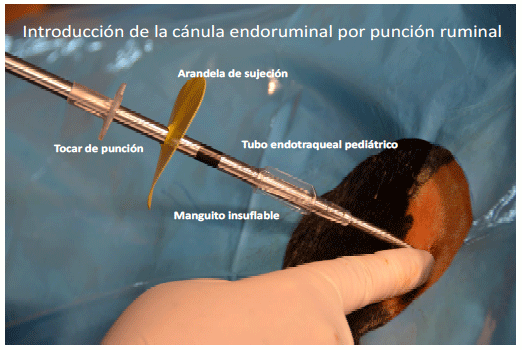 Producción de energía a partir de los gases ruminales del bovino - Image 11