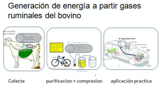 Producción de energía a partir de los gases ruminales del bovino - Image 24