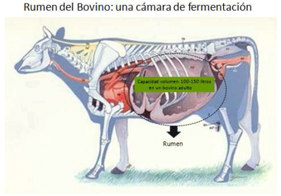 Producción de energía a partir de los gases ruminales del bovino - Image 4