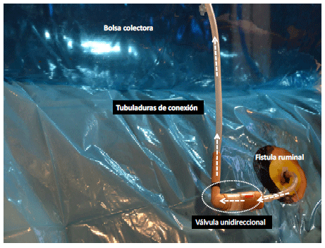 Producción de energía a partir de los gases ruminales del bovino - Image 13