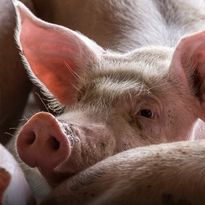 Estrés calórico en sitio 3 - Image 1