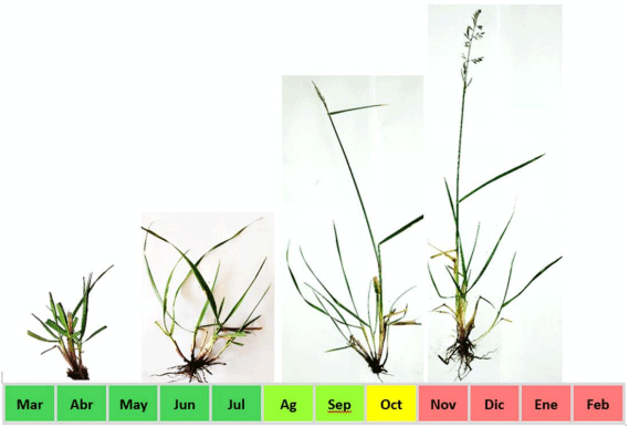 Imagen 3: Estado fenológico de festuca alta en la Cuenca del Salado, estado vegetativo (Mar-Jul, en verde oscuro), inducción floral (Ag-Sep, en verde claro), desarrollo del tallo e inforescencia e inicio de floración (Oct, en amarillo), fin de floración, formación de semillas y dispersión (Nov-Feb, en rojo), (en base a datos de Borrajo 2015, 2024, Borrajo et al., 2023)