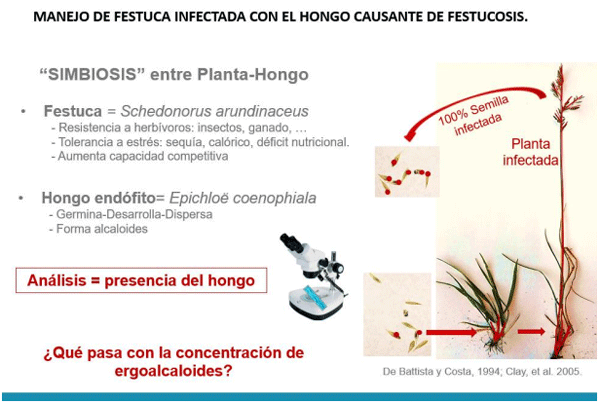 Imagen 1: “Simbiosis” planta-hongo y dispersión de semillas (presentado en Jornada Ganadera, Borrajo 2023).