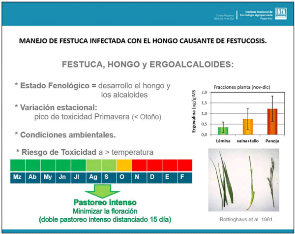 Imagen 2: Variación en la concentración de ergoalcaloides en festuca con endófito y cronograma mensual de manejo para minimizar la floración (presentado en Jornada Ganadera, Borrajo 2023).