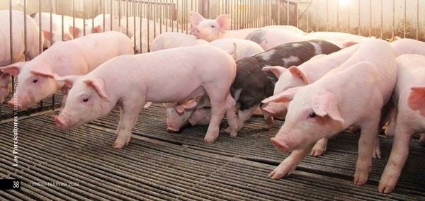 Influencia de la Betaína en el Intestino de Lechones al Destete - Image 1