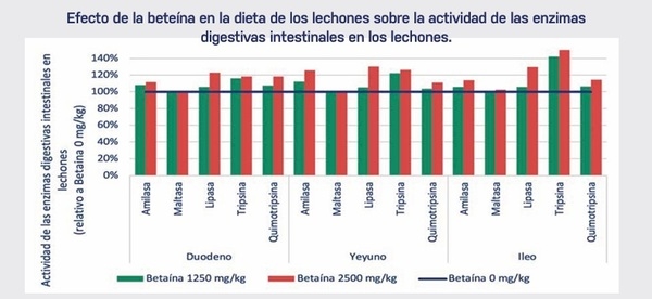 Influencia de la Betaína en el Intestino de Lechones al Destete - Image 2