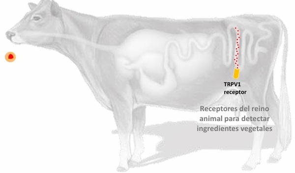 Nutrición más allá del Rumen - Image 4