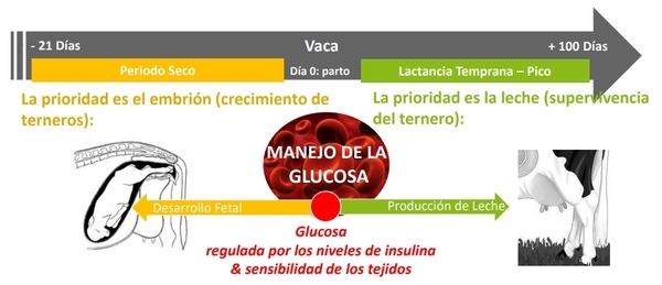 Nutrición más allá del Rumen - Image 2