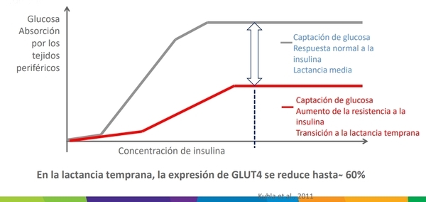 Nutrición más allá del Rumen - Image 1