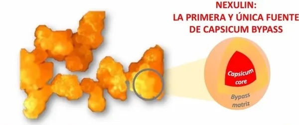 Nutrición más allá del Rumen - Image 1