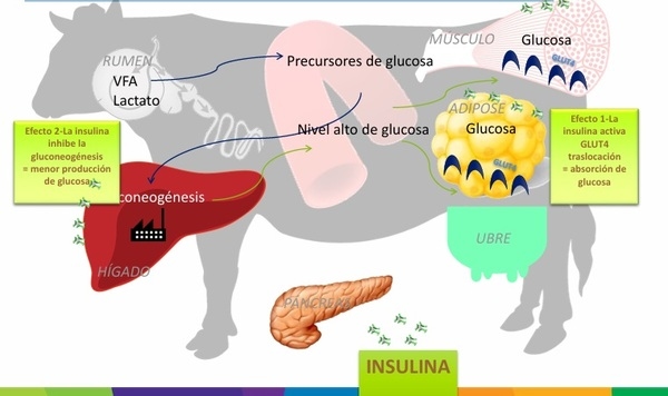 Nutrición más allá del Rumen - Image 1