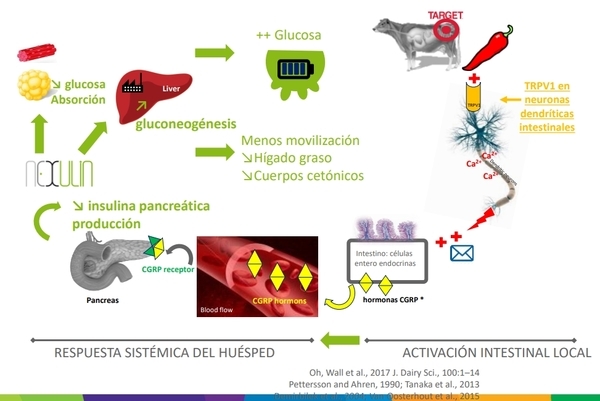 Nutrición más allá del Rumen - Image 1