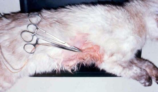 Derrames pleurales en animales de compañía - Aproximación al diagnóstico - Image 4
