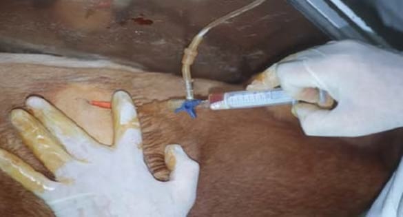 Derrames pleurales en animales de compañía - Aproximación al diagnóstico - Image 3