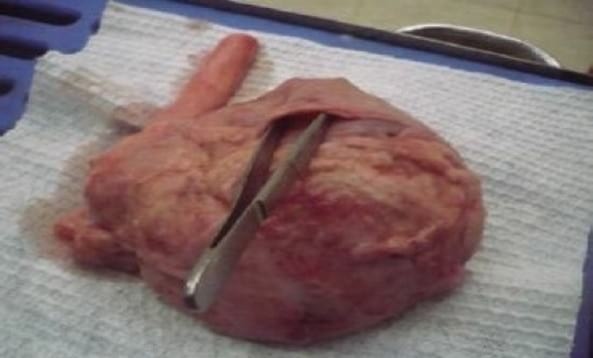Pericarditis constrictiva con efusión pleural recurrente en un perro: reporte de caso - Image 2