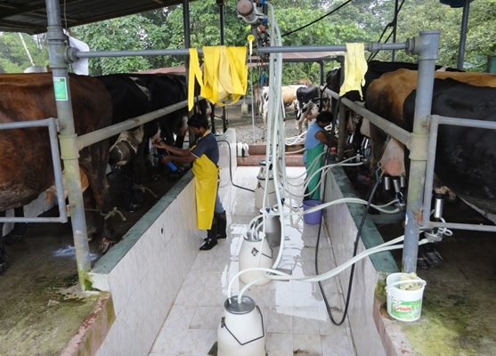 Potencial de producción de leche en el trópico de Ecuador - Image 5