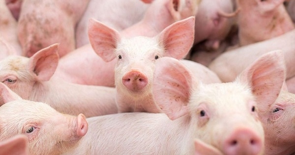 Generación de ahorros en el costo de dietas para animales de engorda - Image 1