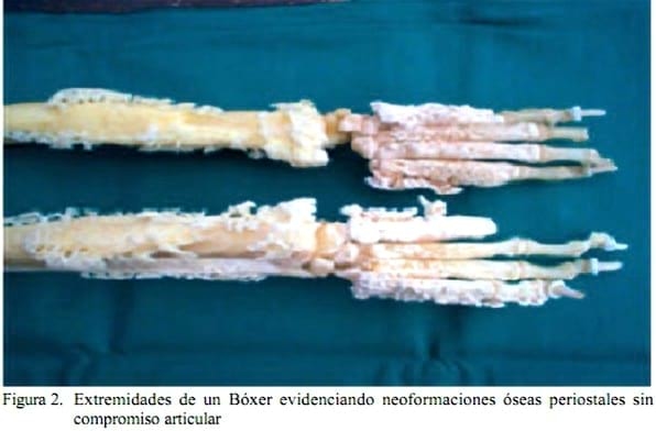 Osteopatía hipertrófica canina: relato de caso - Image 2