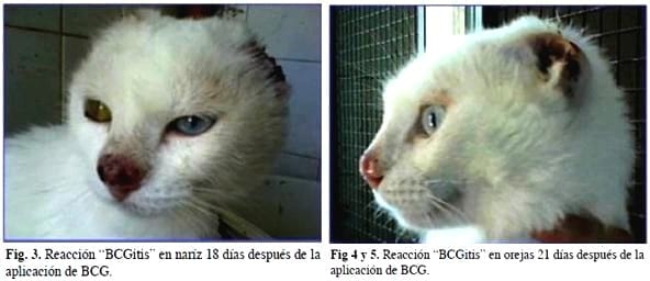 Caso clínico: Utilización del Bacillus Calmette-Guerín en carcinoma de células escamosas en una gata doméstica y posterior estudio histopatológico. - Image 2