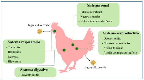 Bronquitis Infecciosa Aviar - Image 4