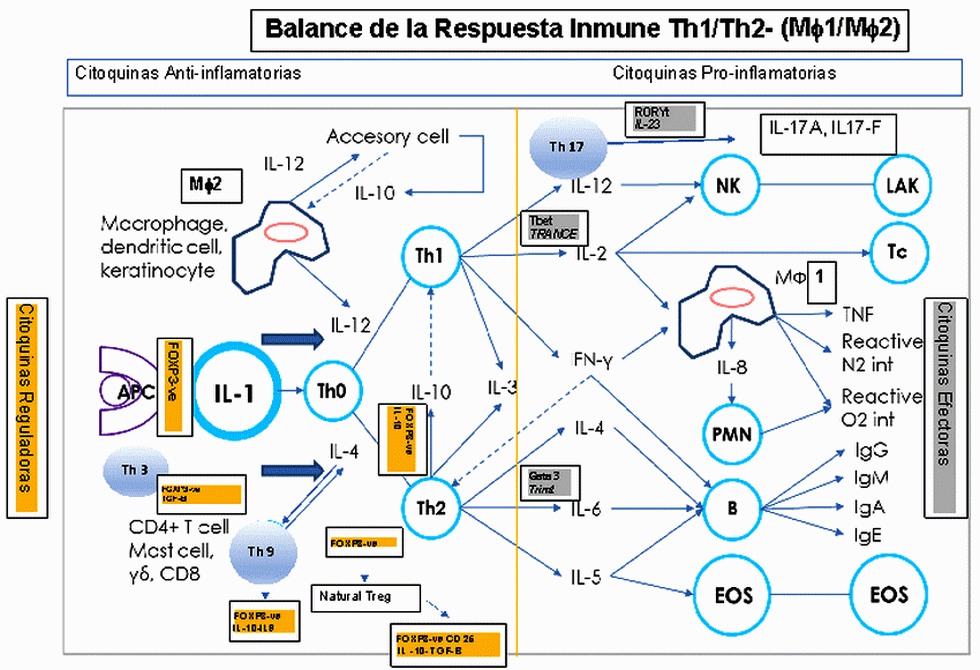 Inmunopatología de la invasión sistémica por Salmonella Gallinarum - Image 1