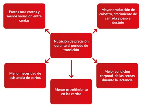 Fisiología y nutrición durante el período de transición - Image 1