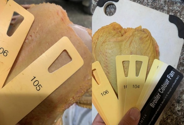 Influencia de la suplementación con xantofilas en la dieta de pollos de engorde - Image 1