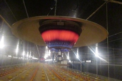 Preparación de instalaciones avícolas previo a la recepción de nuevos lotes de pollitos - Image 7