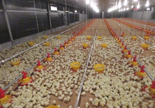 Preparación de instalaciones avícolas previo a la recepción de nuevos lotes de pollitos - Image 6
