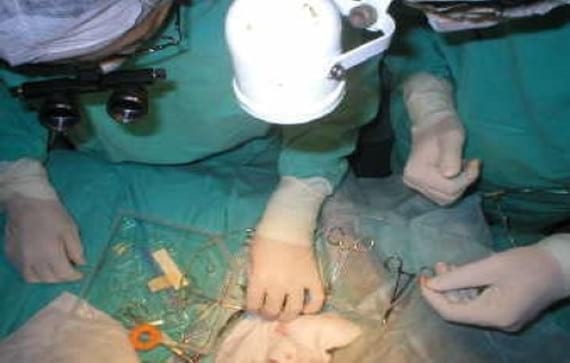 Bloqueo AV completo en un perro y resolución con implantación de un marcapasos - Image 2