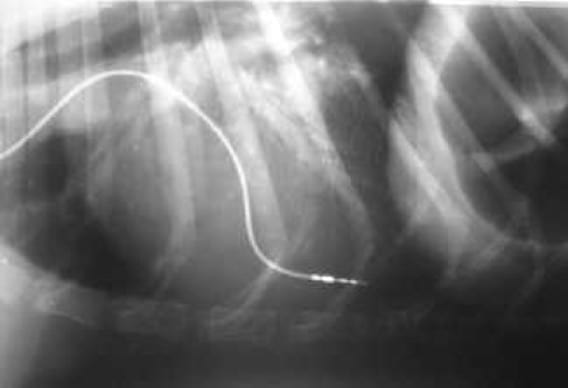 Bloqueo AV completo en un perro y resolución con implantación de un marcapasos - Image 5