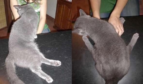 Tromboembolismo arterial felino - Image 2