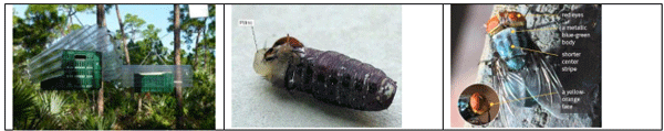 La plaga del gusano barrenador del ganado - Image 32