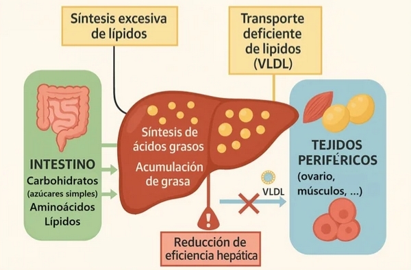 Herramienta nutricional frente al síndrome del hígado graso hemorrágico en gallinas ponedoras - Image 4