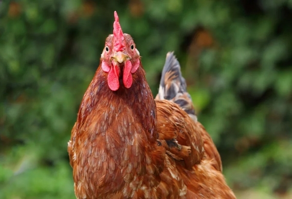 Herramienta nutricional frente al síndrome del hígado graso hemorrágico en gallinas ponedoras - Image 1