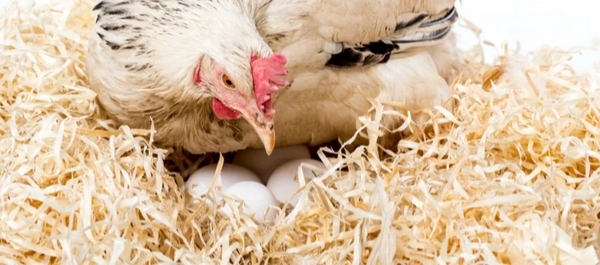 Herramienta nutricional frente al síndrome del hígado graso hemorrágico en gallinas ponedoras - Image 3