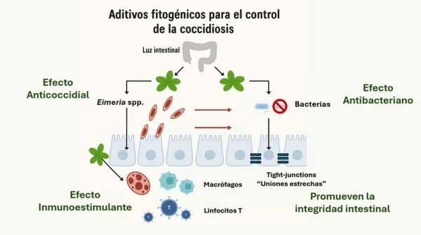 Herramientas fitogénicas para el control integrado de la coccidiosis aviar - Image 1