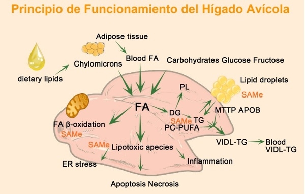 Causas Del Hígado Graso en Gallinas Ponedoras - Image 1