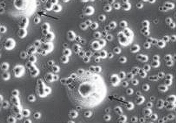 Micoplasmosis en cerdos - Image 2