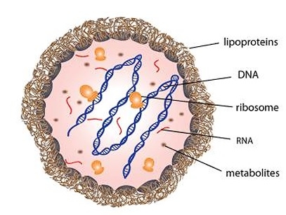 Micoplasmosis en cerdos - Image 1