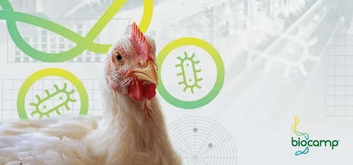 Cómo evaluar correctamente la reducción de Salmonella spp. en pollos de engorde - Image 1