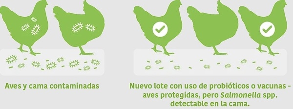 Cómo evaluar correctamente la reducción de Salmonella spp. en pollos de engorde - Image 8