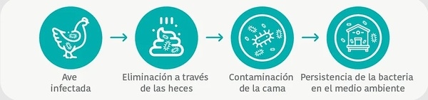 Cómo evaluar correctamente la reducción de Salmonella spp. en pollos de engorde - Image 2