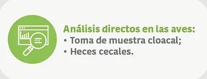 Cómo evaluar correctamente la reducción de Salmonella spp. en pollos de engorde - Image 4