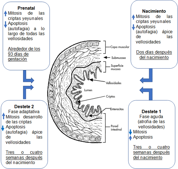 FIGURA 3. Momento del recambio celular durante el desarrollo intestinal: apoptosis y mitosis, Modina et al. (2021).