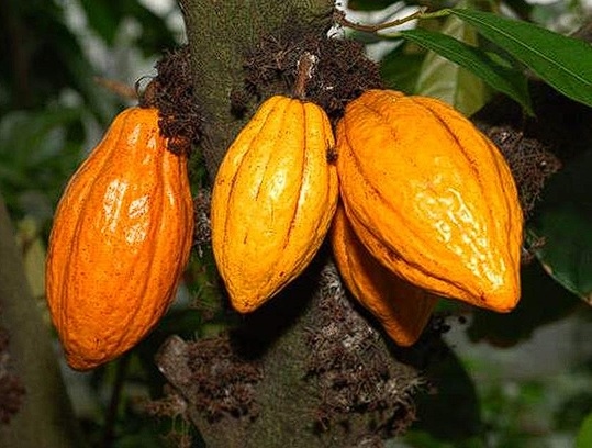 ALTERNATIVAS Y MANEJO DE ABONOS ORGÁNICOS PARA MEJORAR LA PRODUCCION DE CACAO - Image 1