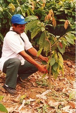 ALTERNATIVAS Y MANEJO DE ABONOS ORGÁNICOS PARA MEJORAR LA PRODUCCION DE CACAO - Image 13