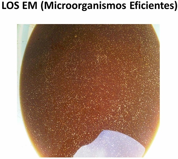 ALTERNATIVAS Y MANEJO DE ABONOS ORGÁNICOS PARA MEJORAR LA PRODUCCION DE CACAO - Image 15
