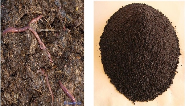 ALTERNATIVAS Y MANEJO DE ABONOS ORGÁNICOS PARA MEJORAR LA PRODUCCION DE CACAO - Image 9